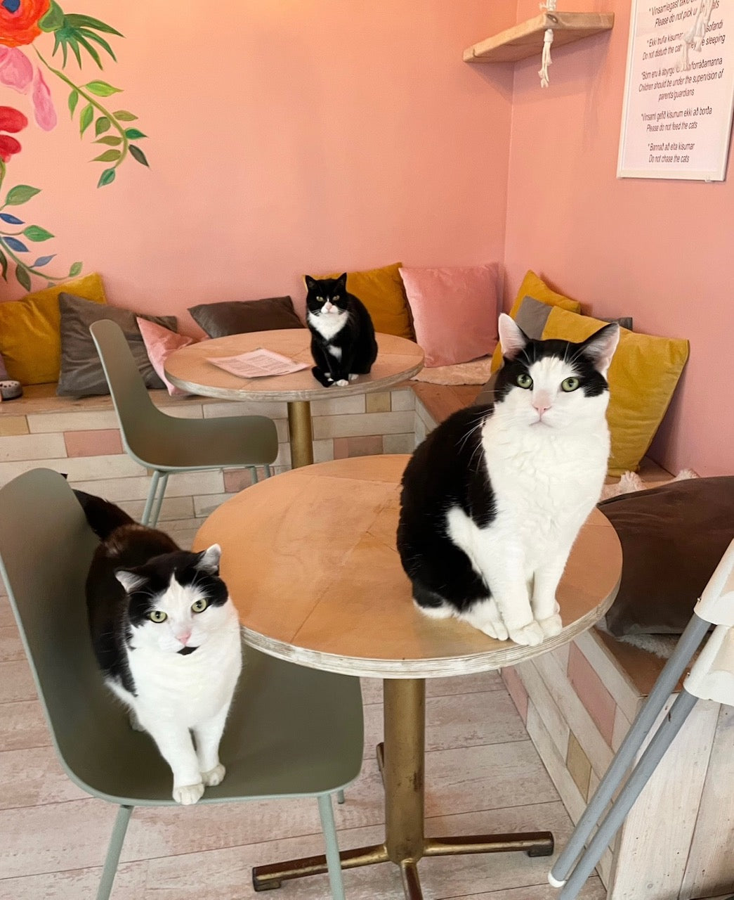 How to Make Your Cat Love Getting Groomed